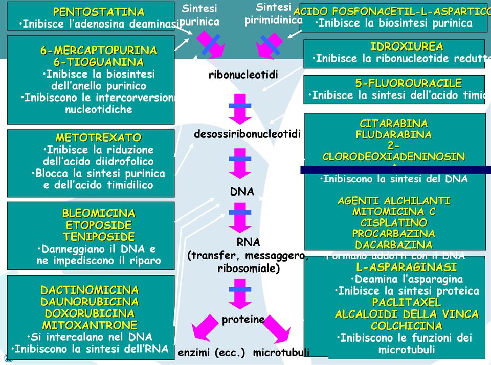 TENIPOSIDE Danneggiano il DNA e ne impediscono il riparo DACTINOMICINA DAUNORUBICINA DOXORUBICINA MITOXANTRONE Si intercalano nel DNA Inibiscono la sintesi dell RNA ribonucleotidi