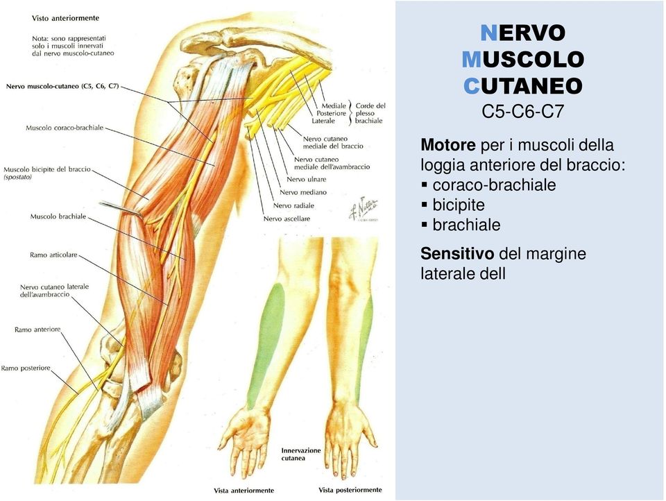 cutaneo laterale dell avambraccio Le lesioni isolate sono rare.