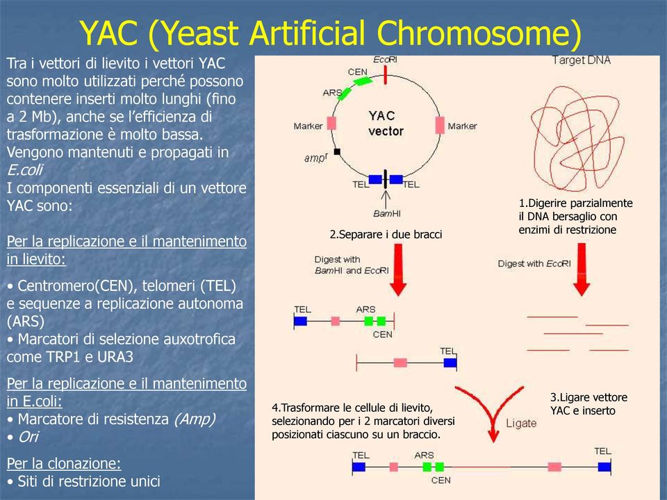 coli I componenti essenziali di un vettore YAC sono: Per la replicazione e il mantenimento in lievito: Centromero(CEN), telomeri (TEL) e sequenze a replicazione autonoma (ARS) Marcatori di selezione