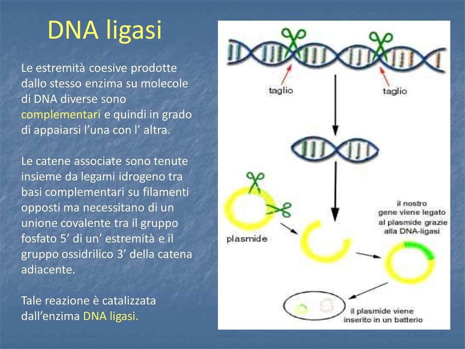 Le catene associate sono tenute insieme da legami idrogeno tra basi complementari su filamenti opposti ma