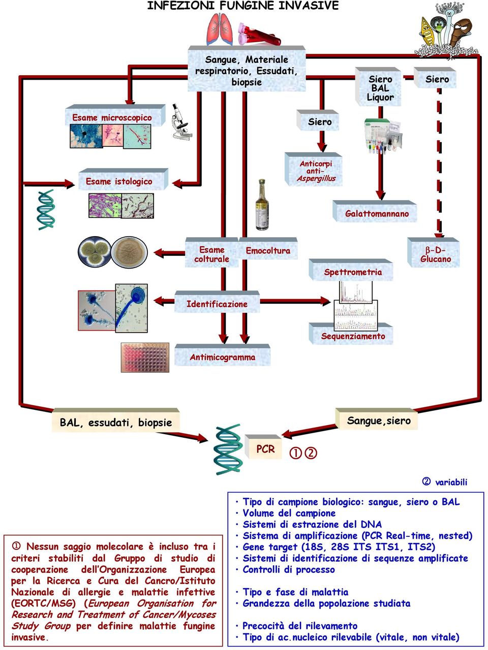 malattie infettive (EORTC/MSG) (European Organisation for Research and Treatment of Cancer/Mycoses Study Group per definire malattie fungine invasive.