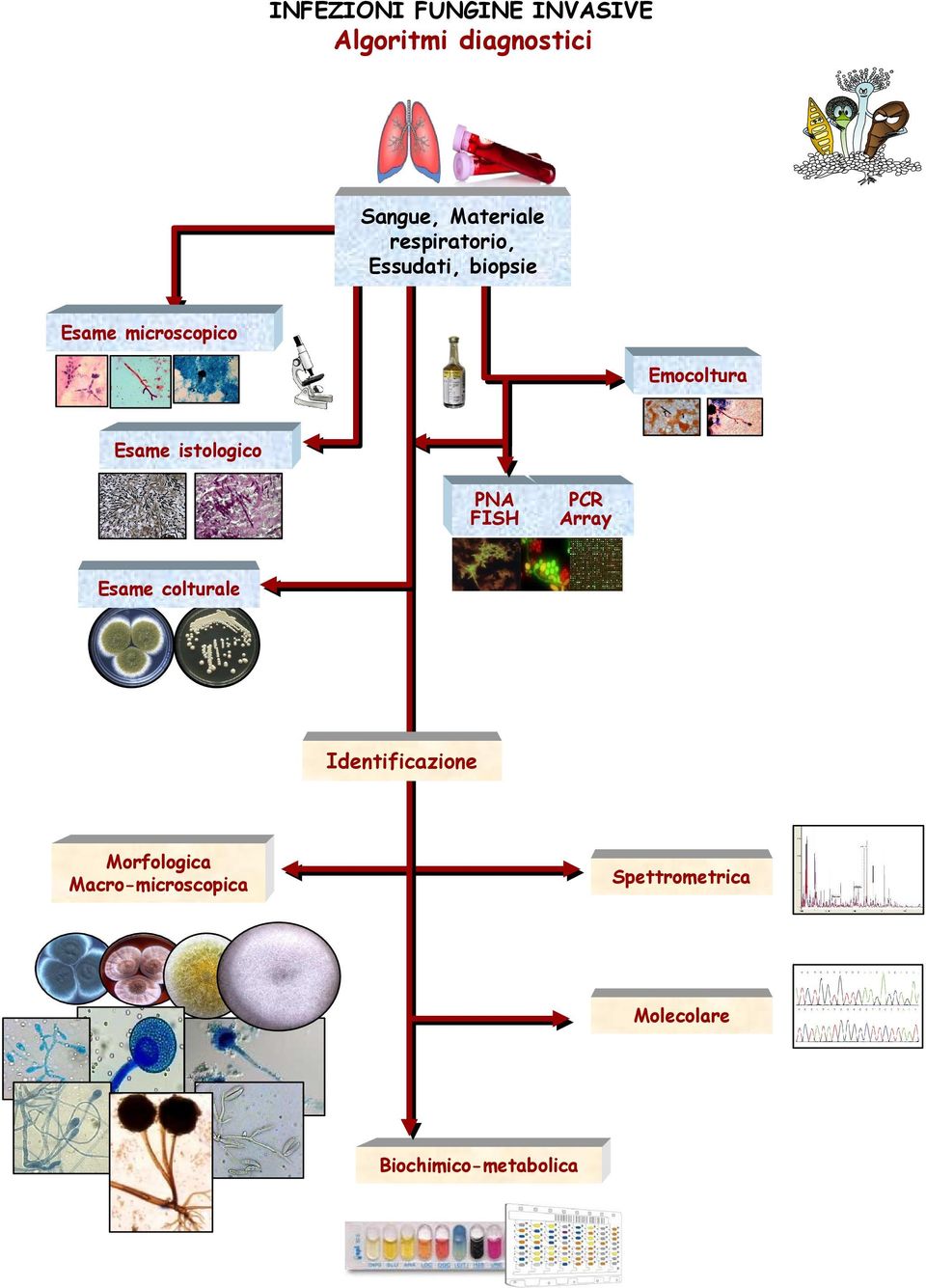 Macro-microscopica