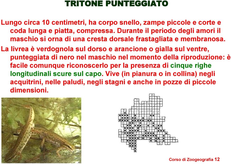 La livrea è verdognola sul dorso e arancione o gialla sul ventre, punteggiata di nero nel maschio nel momento della riproduzione: è facile