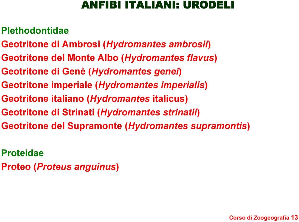 imperialis) Geotritone italiano (Hydromantes italicus) Geotritone di Strinati (Hydromantes strinatii)
