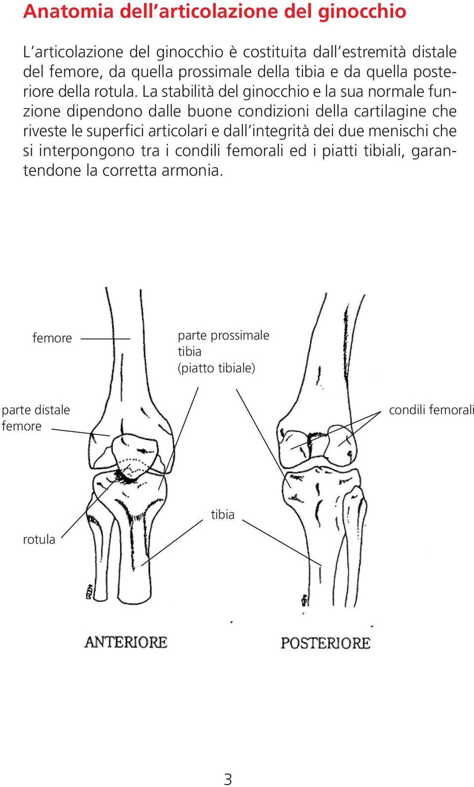La stabilità del ginocchio e la sua normale funzione dipendono dalle buone condizioni della cartilagine che riveste le superfici articolari