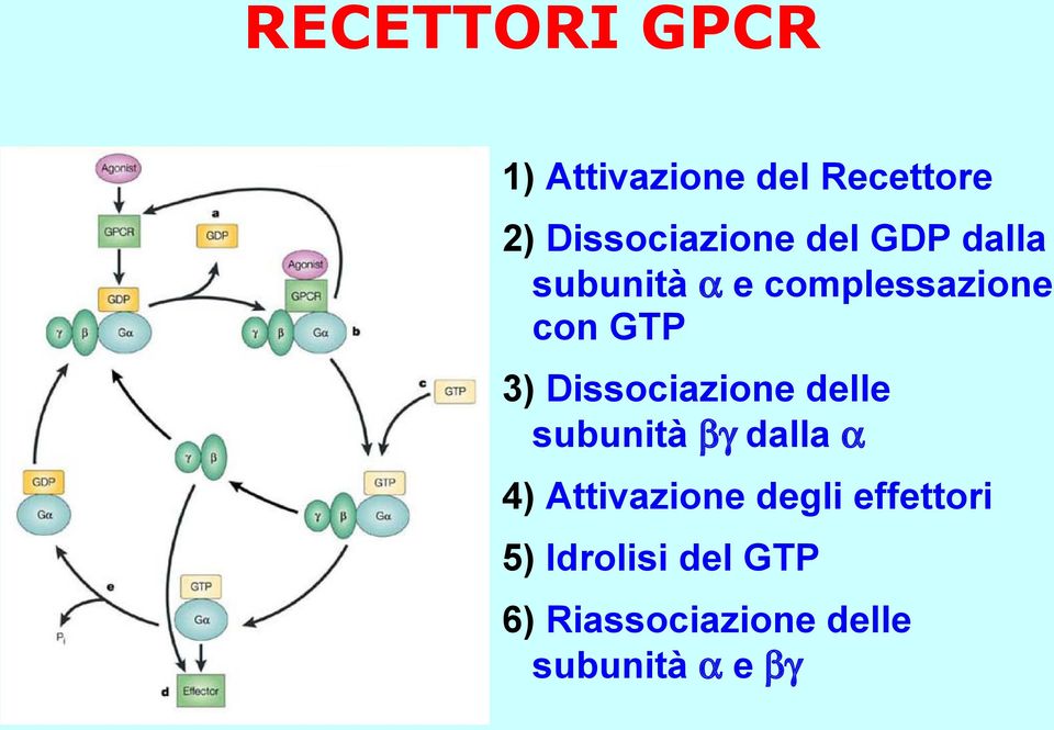 Dissociazione delle subunità βγ dalla α 4) Attivazione degli