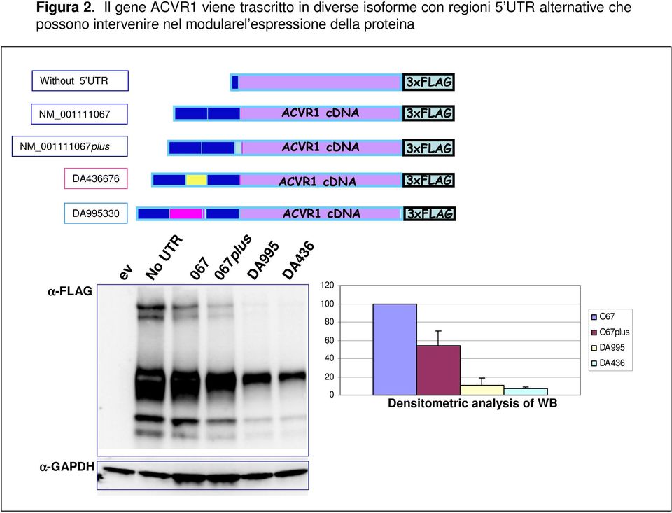nel modularel espressione della proteina Without 5 UTR NM_001111067 ACVR1 cdna 3xFLAG 3xFLAG