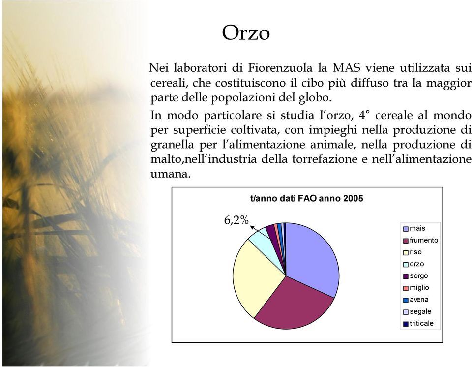 In modo particolare si studia l orzo, 4 cereale al mondo per superficie coltivata, con impieghi nella produzione di