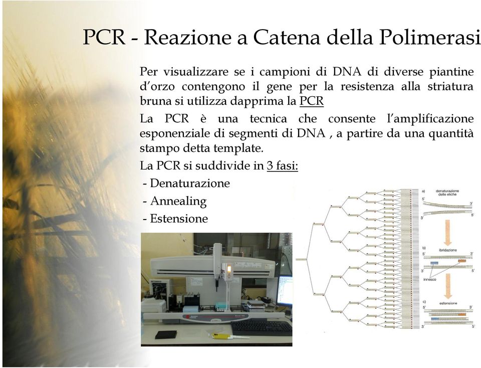 PCR è una tecnica che consente l amplificazione esponenziale di segmenti di DNA, a partire da una