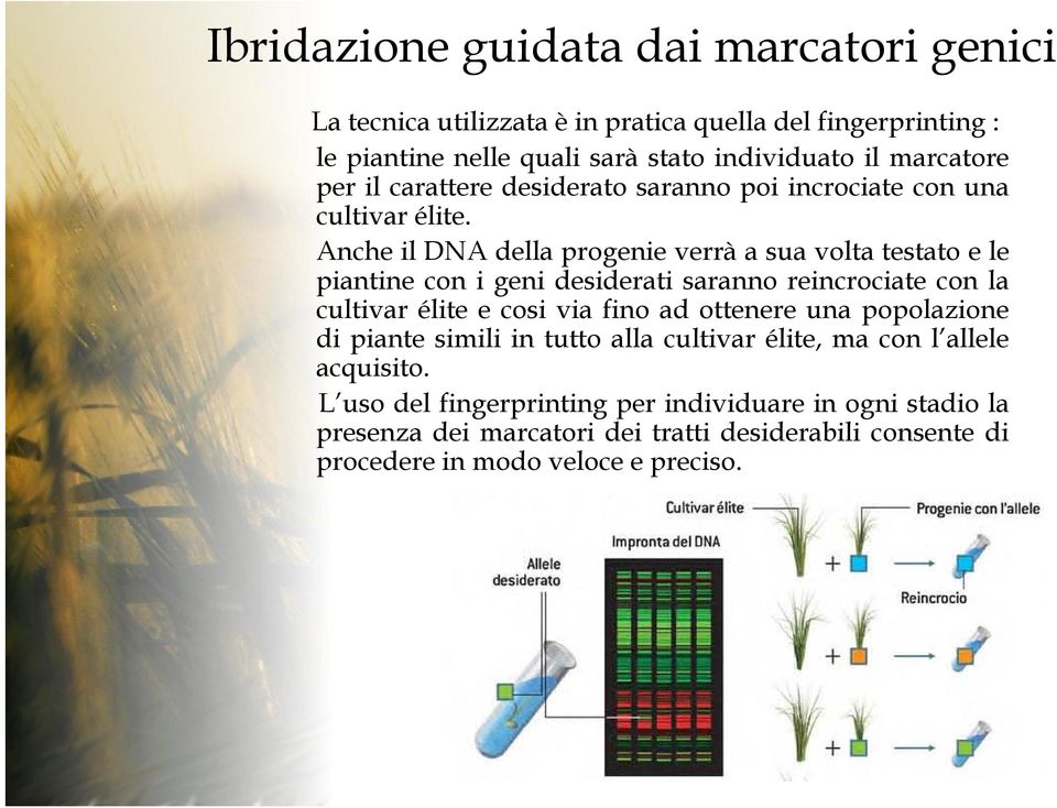 Anche il DNA della progenie verrà a sua volta testato e le piantine con i geni desiderati saranno reincrociate con la cultivar élite e cosi via fino ad ottenere