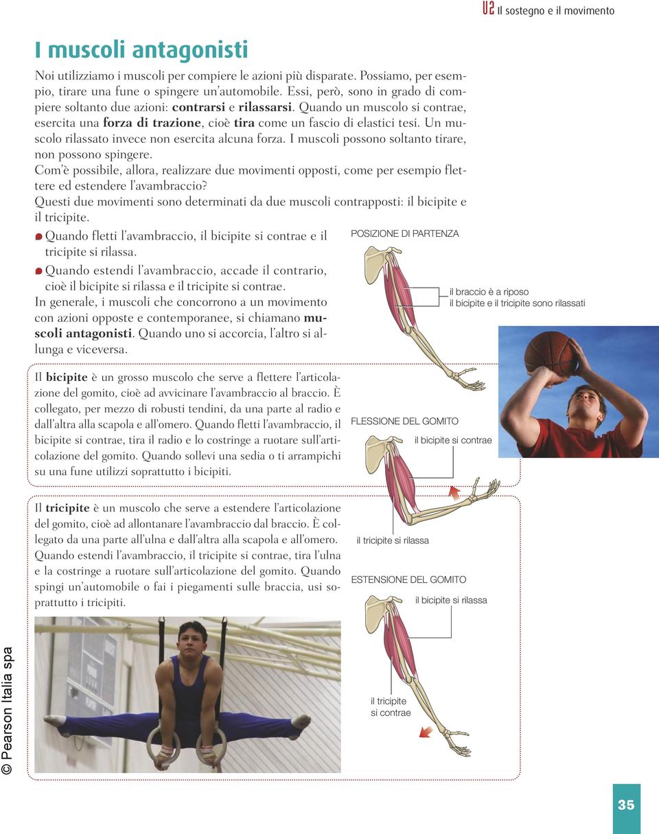 Un muscolo rilassato invece non esercita alcuna forza. I muscoli possono soltanto tirare, non possono spingere.