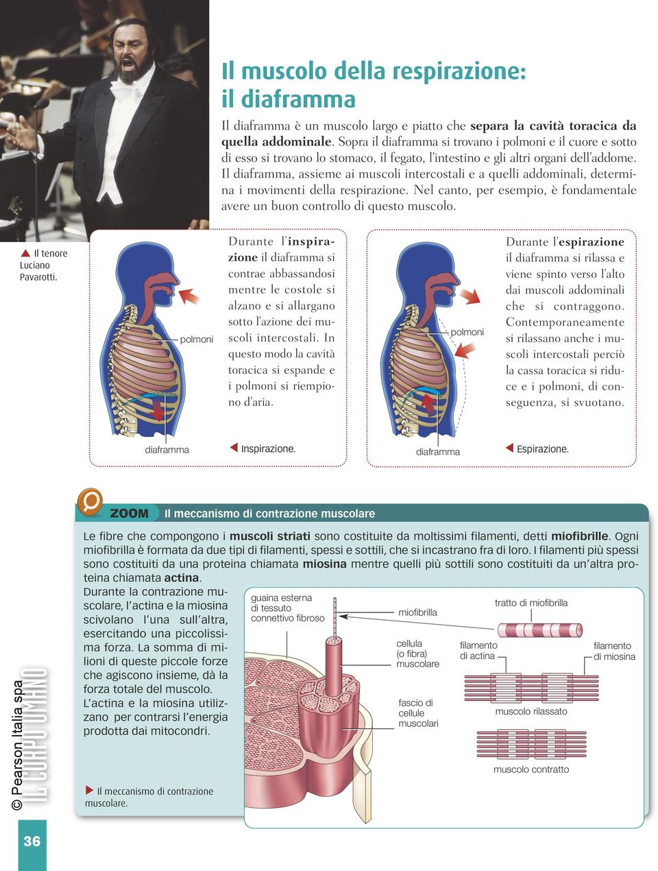 Il diaframma, assieme ai muscoli intercostali e a quelli addominali, determina i movimenti della respirazione. Nel canto, per esempio, è fondamentale avere un buon controllo di questo muscolo.