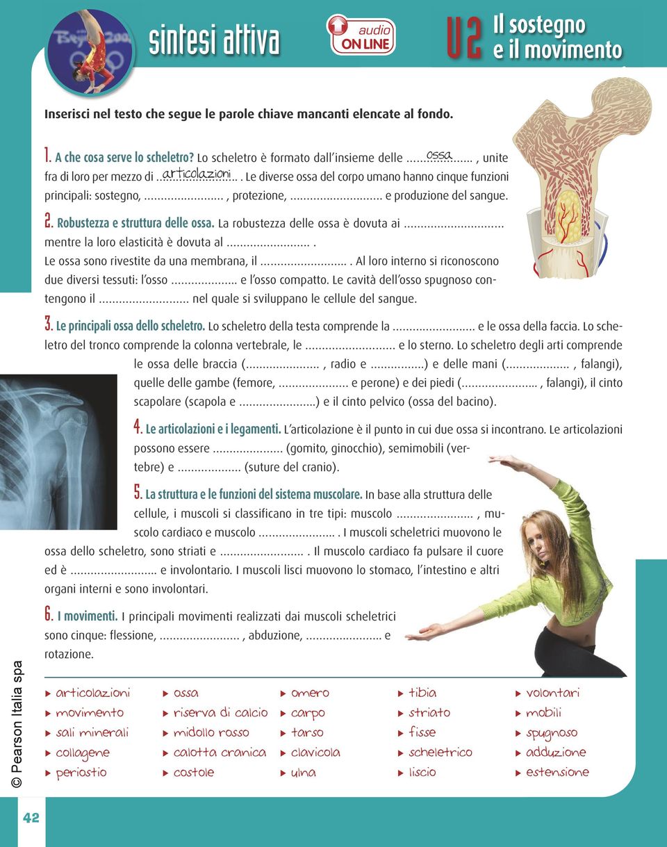 e produzione del sangue. 2. Robustezza e struttura delle ossa. La robustezza delle ossa è dovuta ai mentre la loro elasticità è dovuta al.. Le ossa sono rivestite da una membrana, il.