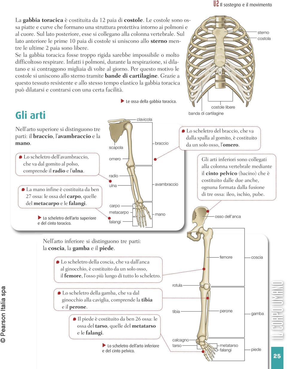 Se la gabbia toracica fosse troppo rigida sarebbe impossibile o molto difficoltoso respirare. Infatti i polmoni, durante la respirazione, si dilatano e si contraggono migliaia di volte al giorno.