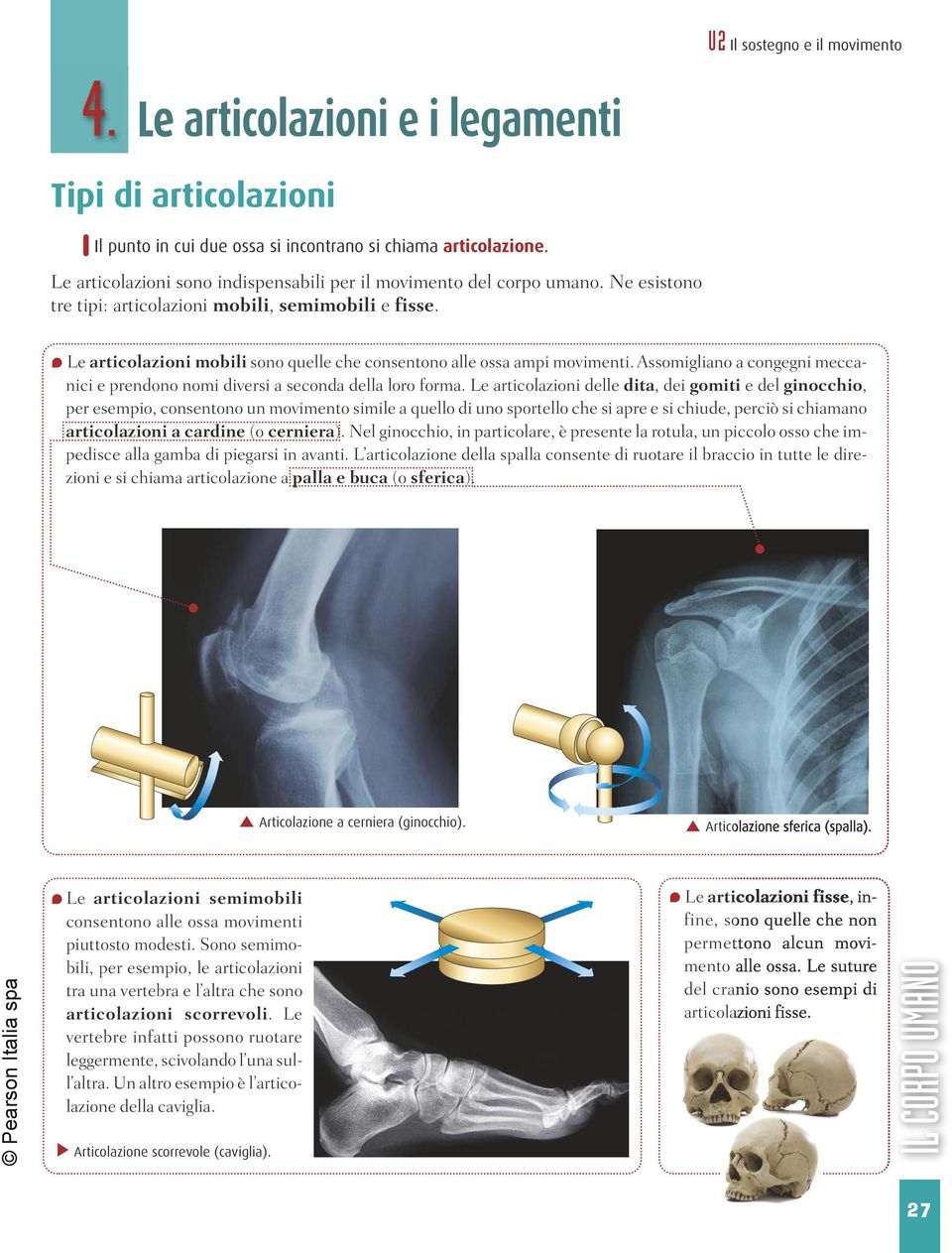 Le articolazioni mobili sono quelle che consentono alle ossa ampi movimenti. Assomigliano a congegni meccanici e prendono nomi diversi a seconda della loro forma.