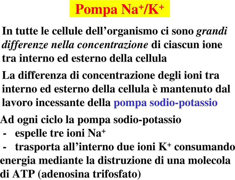 mantenuto dal lavoro incessante della pompa sodio-potassio Ad ogni ciclo la pompa sodio-potassio - espelle tre ioni