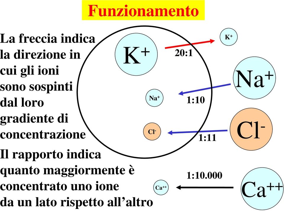 indica quanto maggiormente è concentrato uno ione da un lato