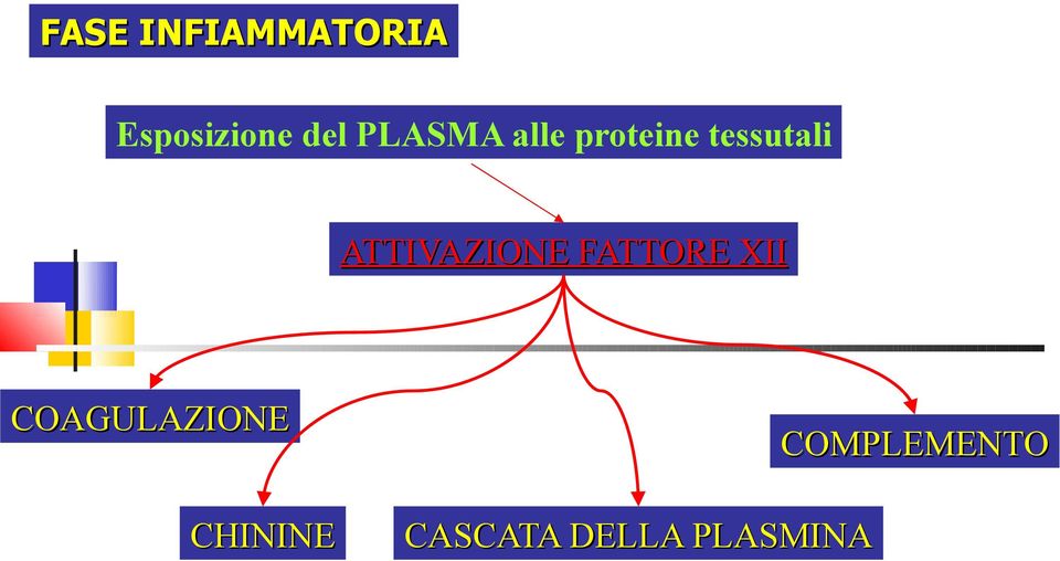 ATTIVAZIONE FATTORE XII COAGULAZIONE