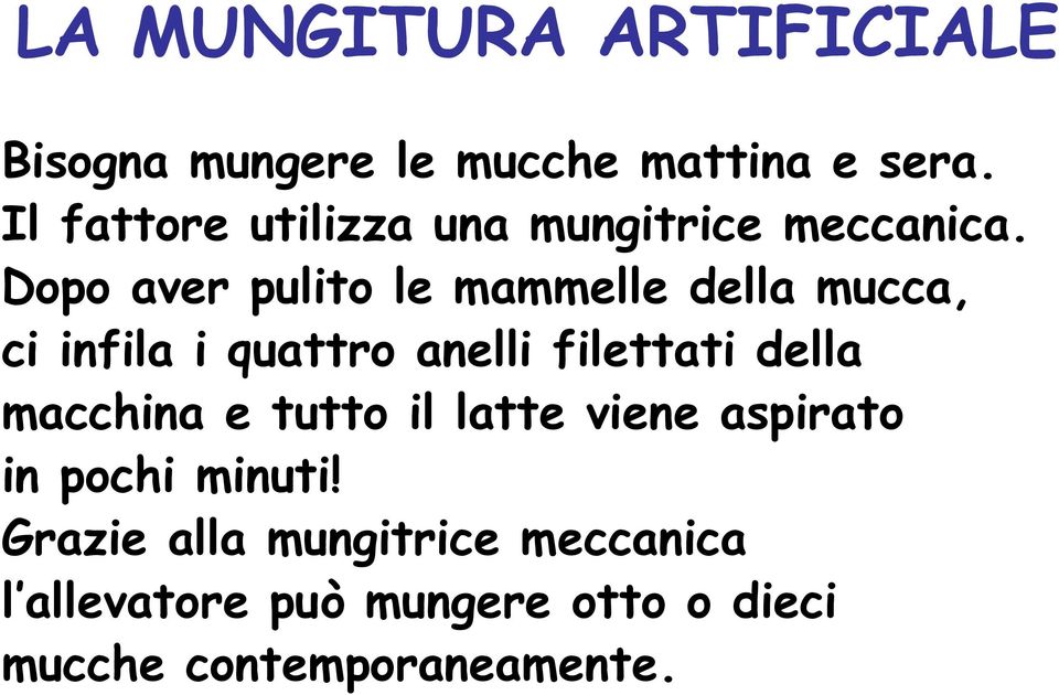 Dopo aver pulito le mammelle della mucca, ci infila i quattro anelli filettati della