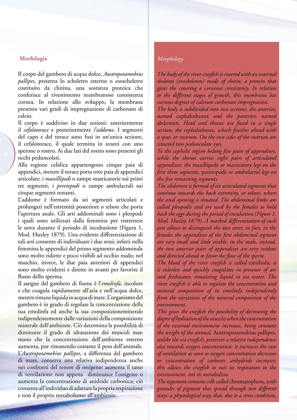 Il corpo è suddiviso in due sezioni: anteriormente il cefalotorace e posteriormente l addome.