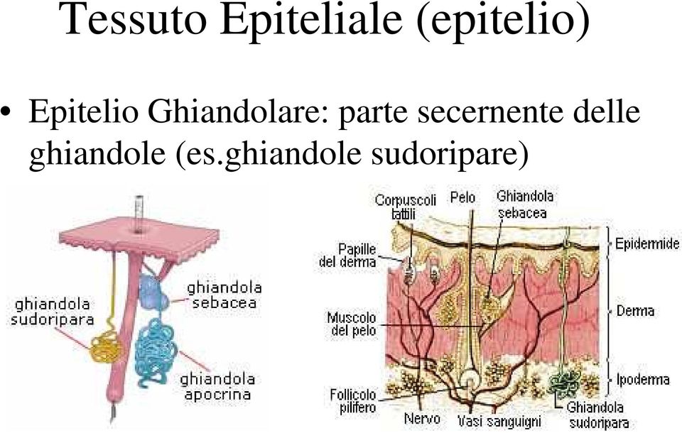 Ghiandolare: parte