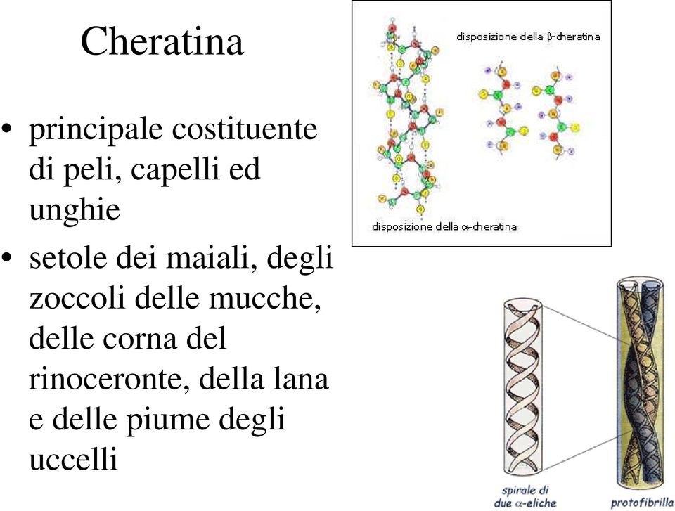 zoccoli delle mucche, delle corna del