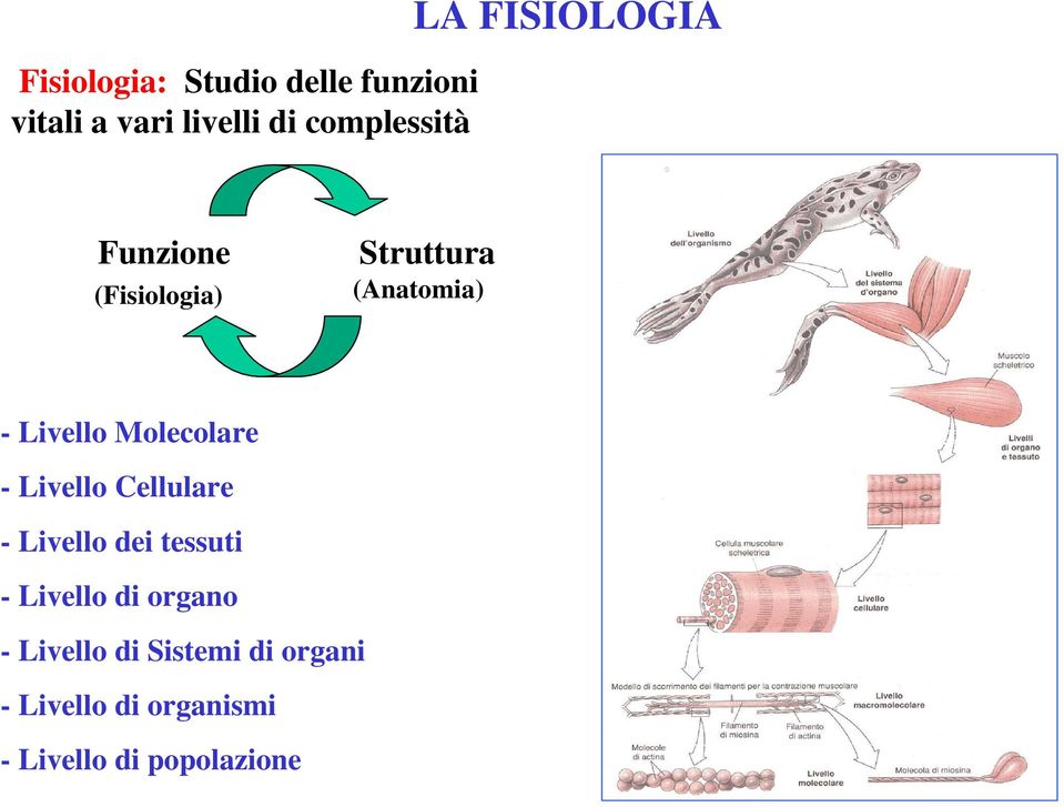 Molecolare - Livello Cellulare - Livello dei tessuti - Livello di organo