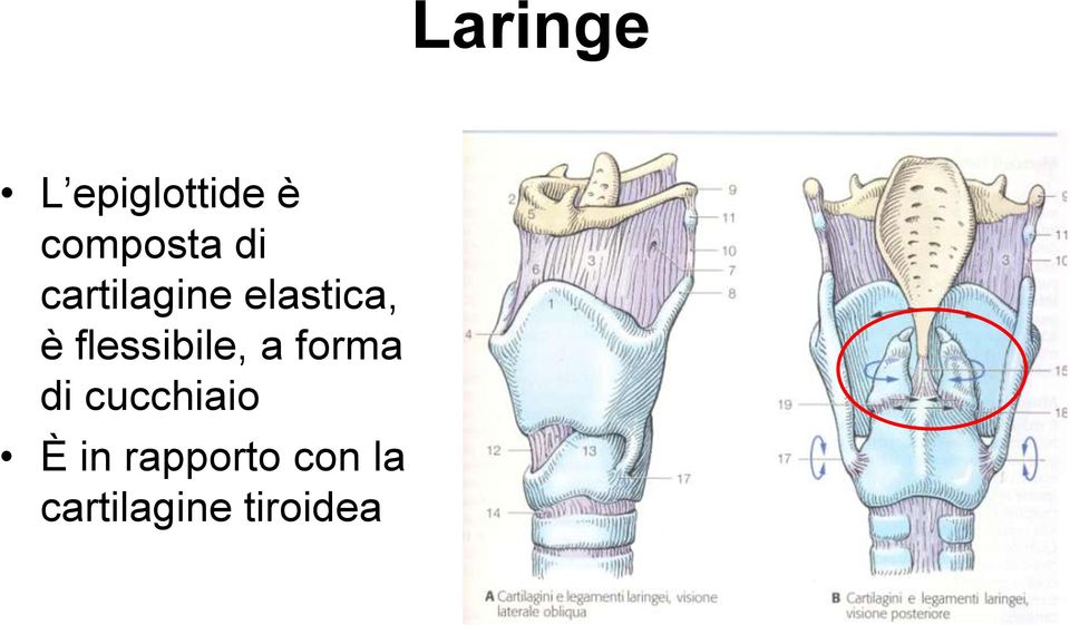 flessibile, a forma di cucchiaio