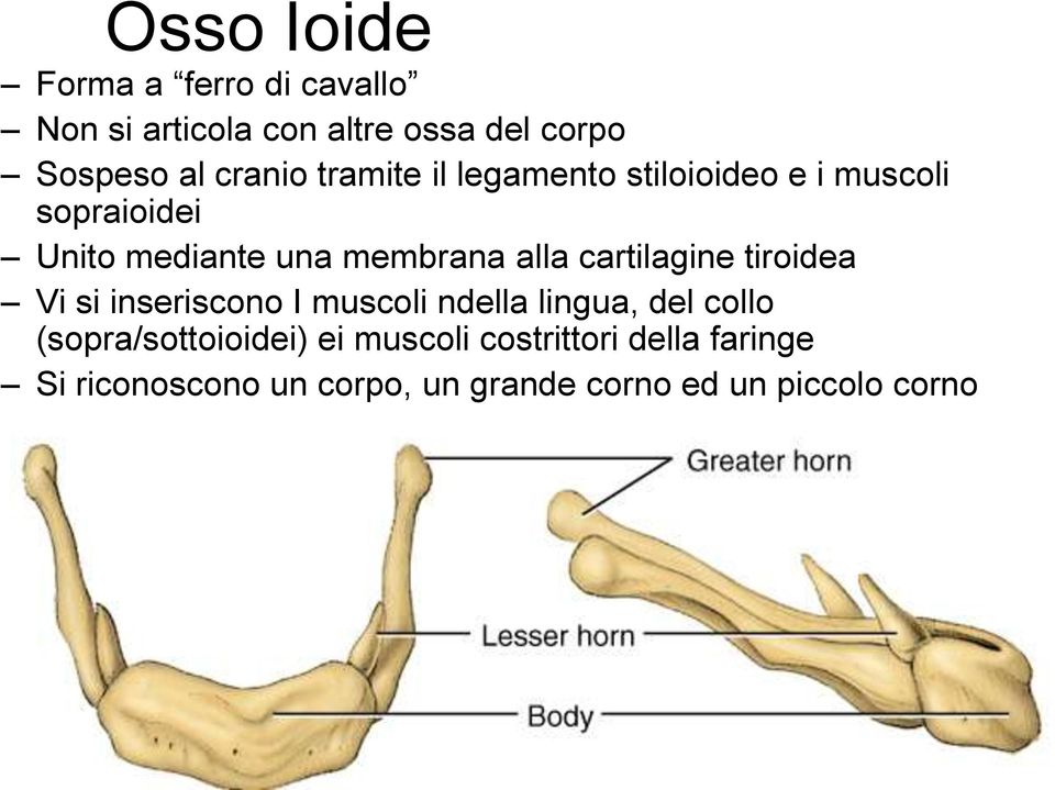 alla cartilagine tiroidea Vi si inseriscono I muscoli ndella lingua, del collo