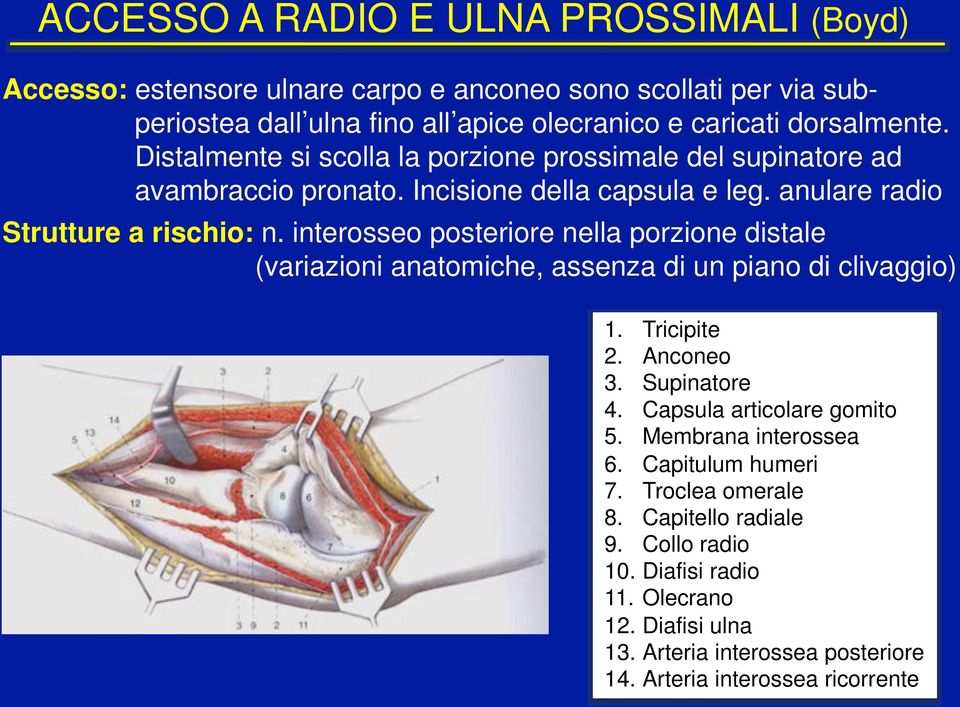 interosseo posteriore nella porzione distale (variazioni anatomiche, assenza di un piano di clivaggio) 1.! Tricipite 2.! Anconeo 3.! Supinatore 4.! Capsula articolare gomito 5.