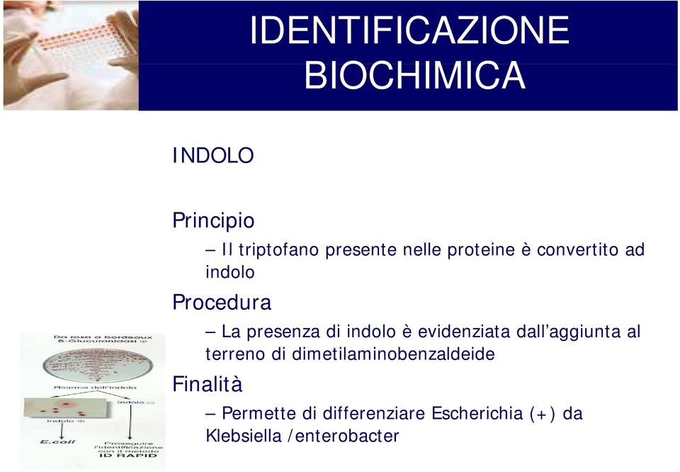 dall aggiunta al terreno di dimetilaminobenzaldeide