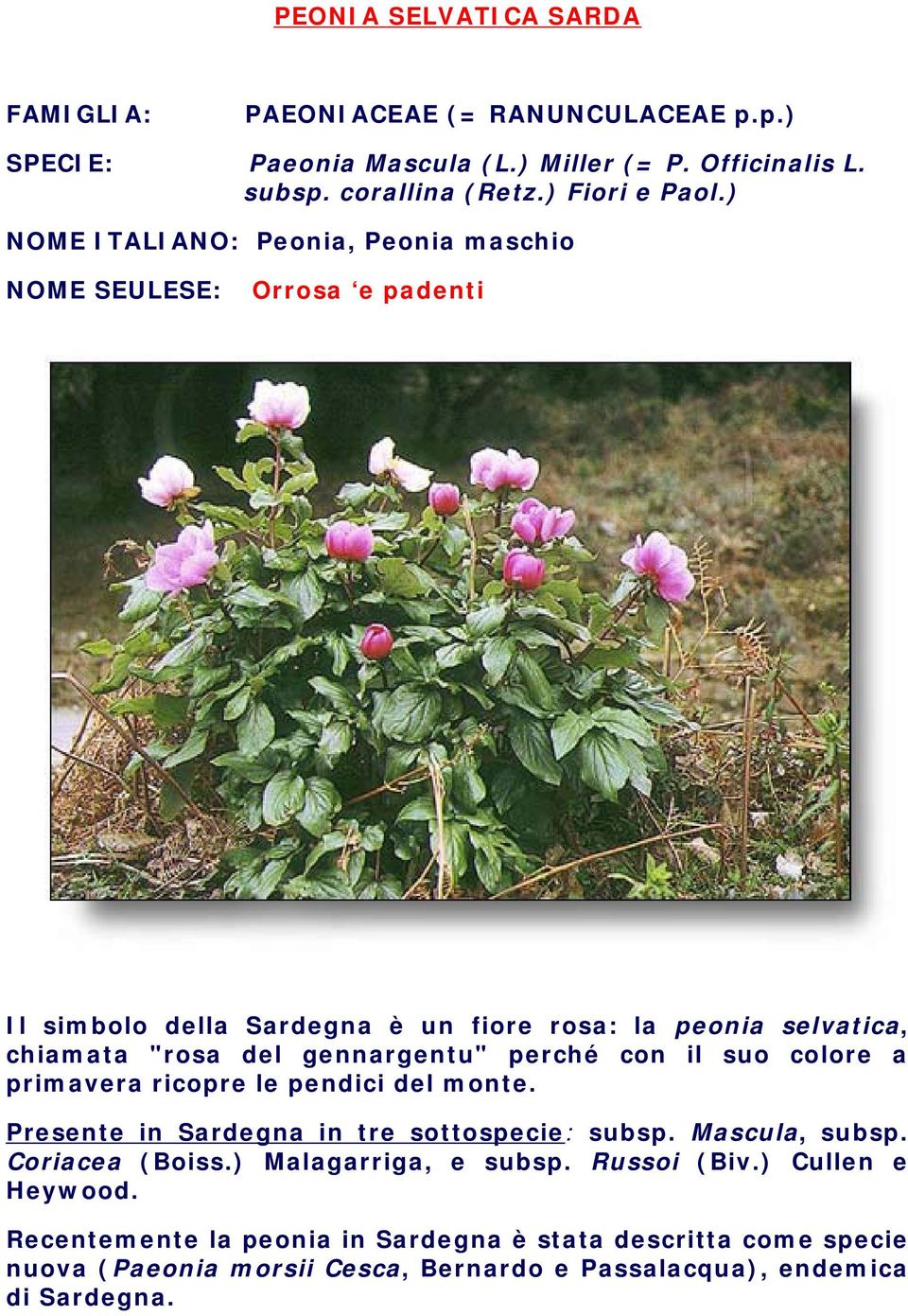 perché con il suo colore a primavera ricopre le pendici del monte. Presente in Sardegna in tre sottospecie: subsp. Mascula, subsp. Coriacea (Boiss.