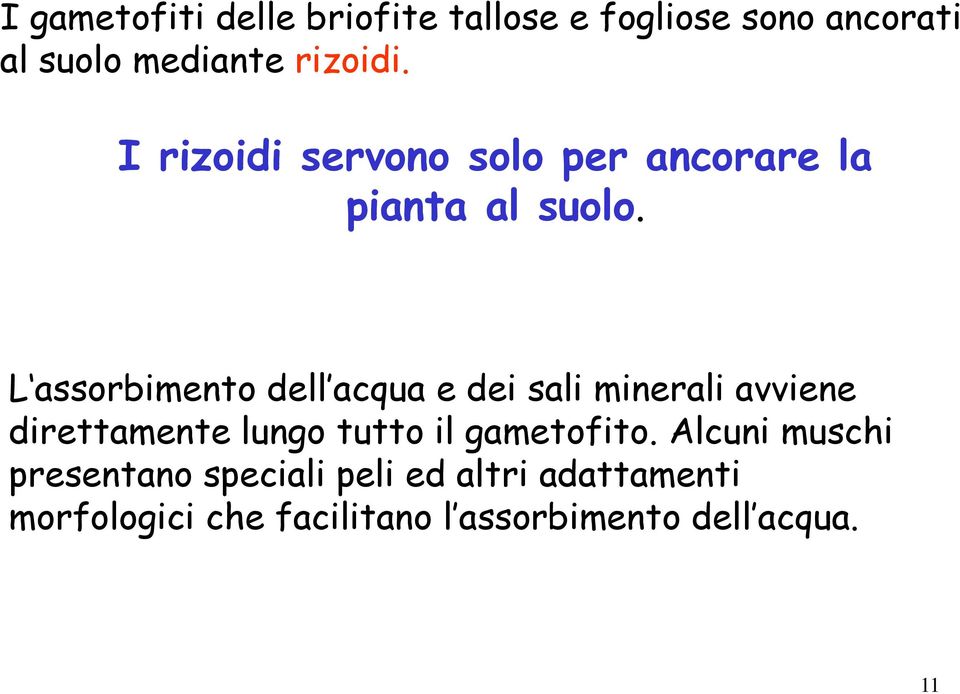 L assorbimento dell acqua e dei sali minerali avviene direttamente lungo tutto il