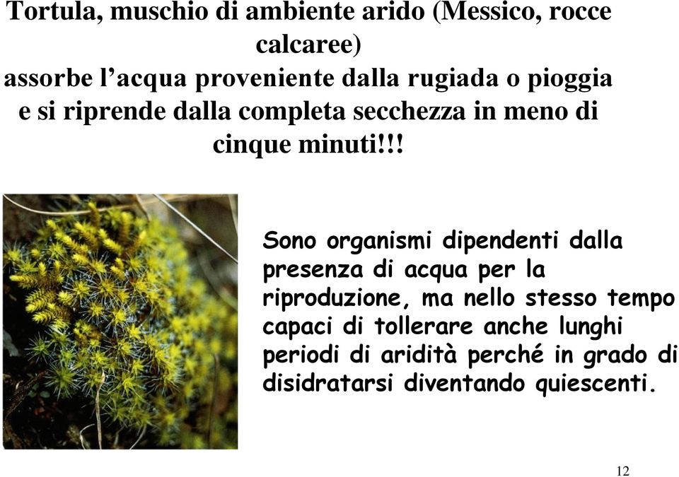 !! Sono organismi dipendenti dalla presenza di acqua per la riproduzione, ma nello stesso tempo