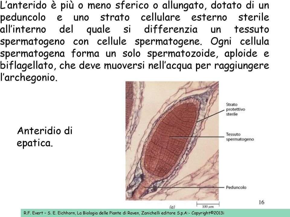 Ogni cellula spermatogena forma un solo spermatozoide, aploide e biflagellato, che deve muoversi nell acqua per