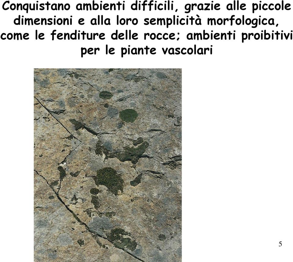 morfologica, come le fenditure delle rocce;