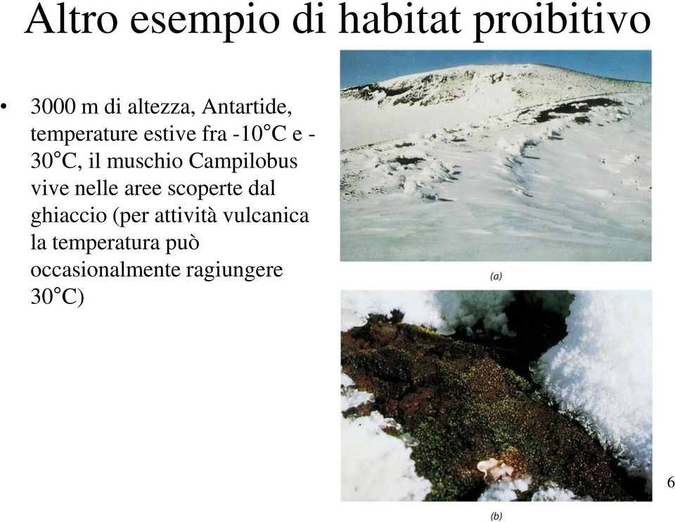 Campilobus vive nelle aree scoperte dal ghiaccio (per