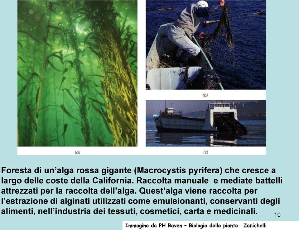 Quest alga viene raccolta per l estrazione di alginati utilizzati come emulsionanti, conservanti