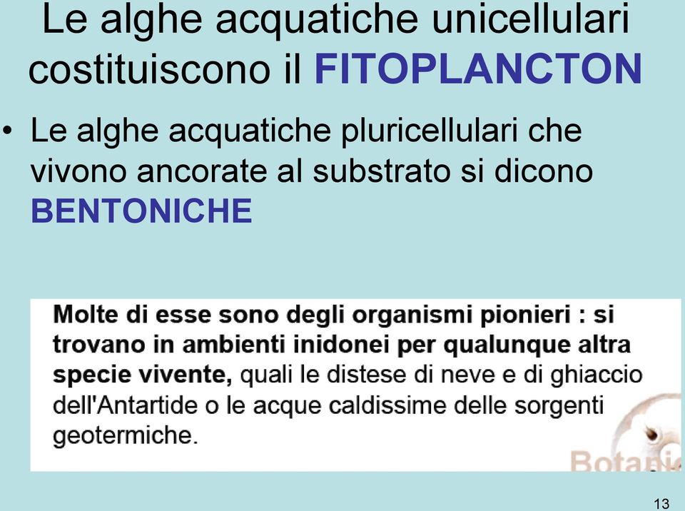 acquatiche pluricellulari che vivono