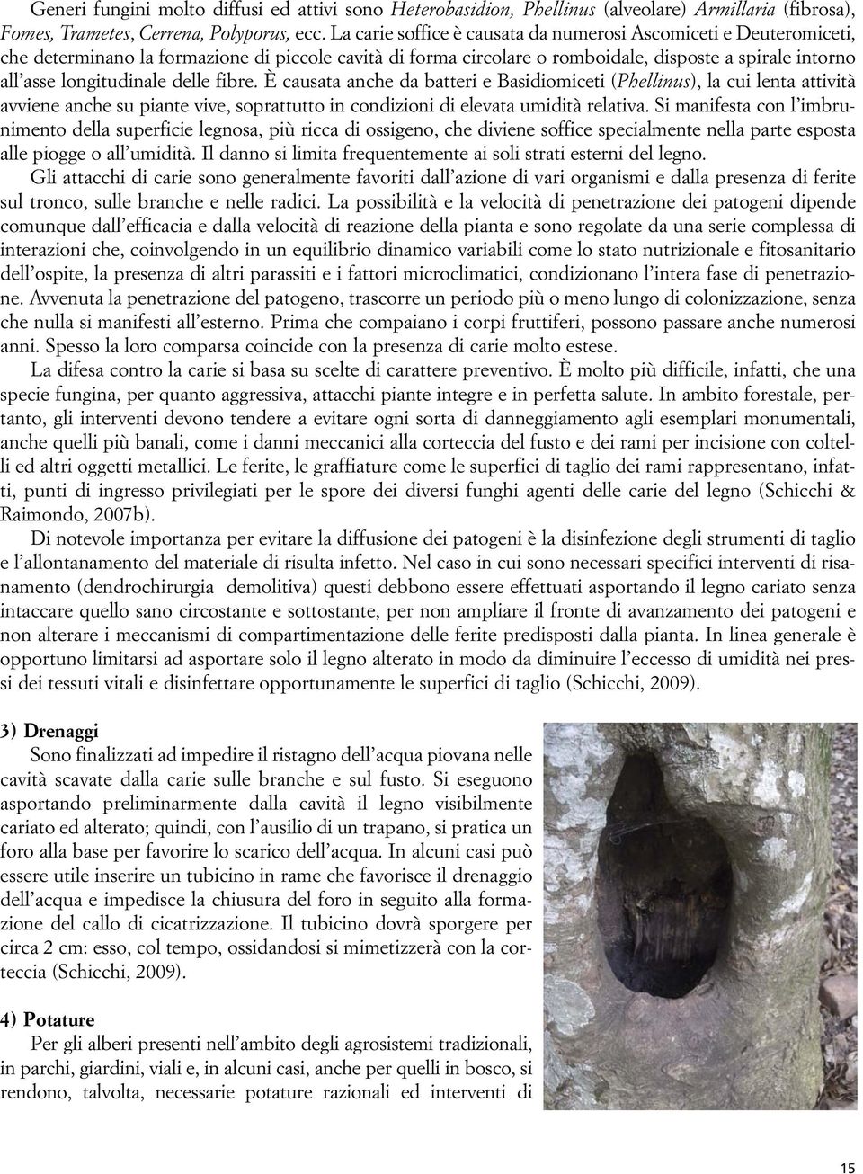 delle fibre. È causata anche da batteri e Basidiomiceti (Phellinus), la cui lenta attività avviene anche su piante vive, soprattutto in condizioni di elevata umidità relativa.