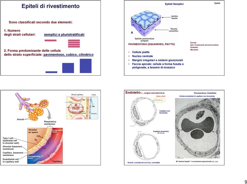 giunzionali Faccia apicale: cellule a forma fusata o poligonale, a tessere di mosaico Esempi Epit.