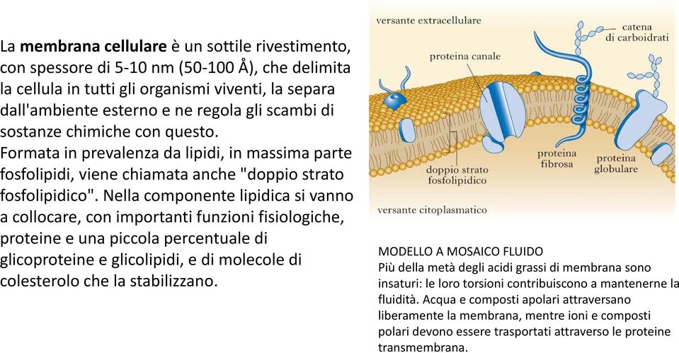 Nella componente lipidica si vanno a collocare, con importanti funzioni fisiologiche, proteine e una piccola percentuale di glicoproteine e glicolipidi, e di molecole di colesterolo che la