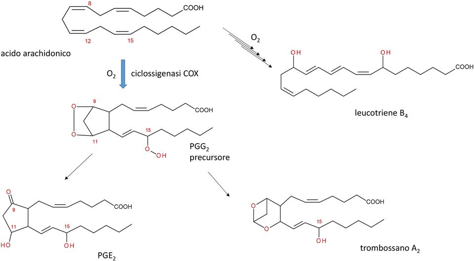 leucotriene B 4 15 11 PGG 2