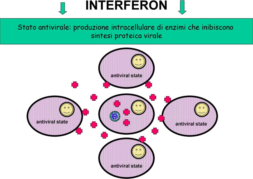 sintesi proteica virale antiviral state