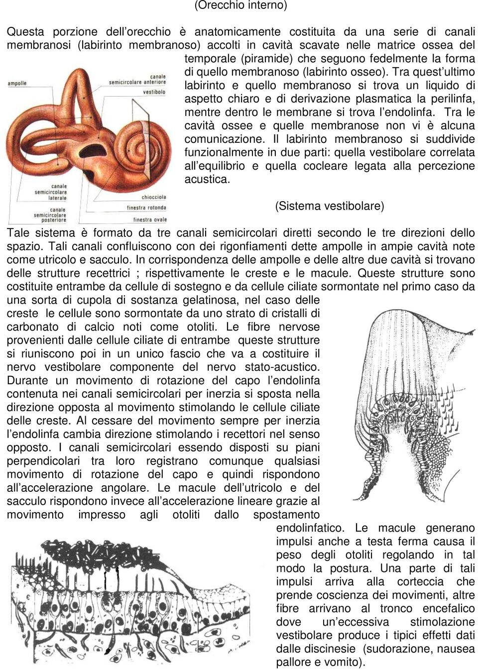 Tra quest ultimo labirinto e quello membranoso si trova un liquido di aspetto chiaro e di derivazione plasmatica la perilinfa, mentre dentro le membrane si trova l endolinfa.