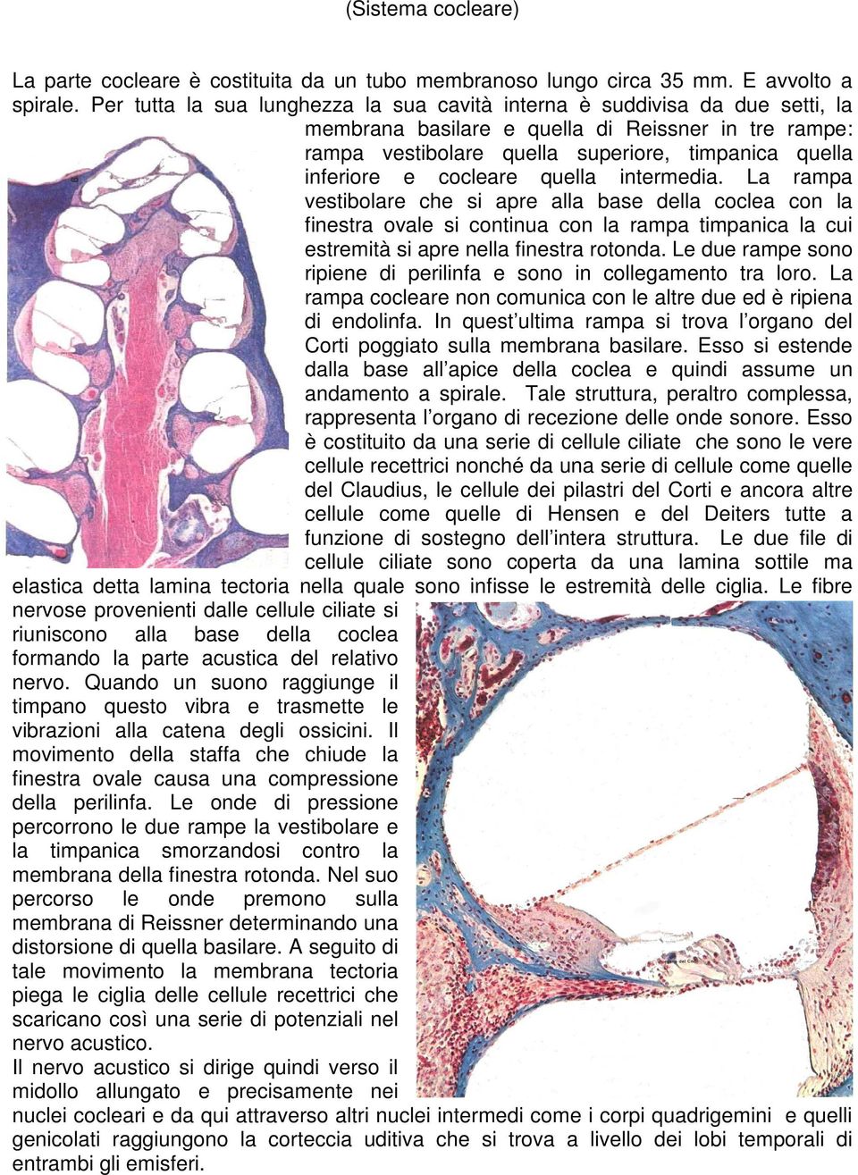 cocleare quella intermedia. La rampa vestibolare che si apre alla base della coclea con la finestra ovale si continua con la rampa timpanica la cui estremità si apre nella finestra rotonda.