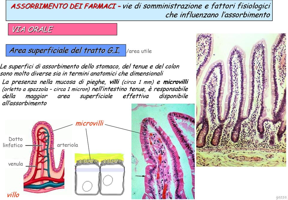 dimensionali La presenza nella mucosa di pieghe, villi (circa 1 mm) e microvilli (orletto a spazzola circa 1 micron) nell intestino