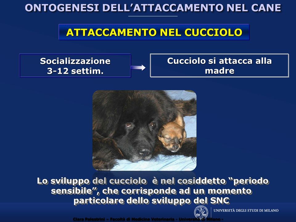 Cucciolo si attacca alla madre Lo sviluppo del cucciolo è nel cosiddetto periodo