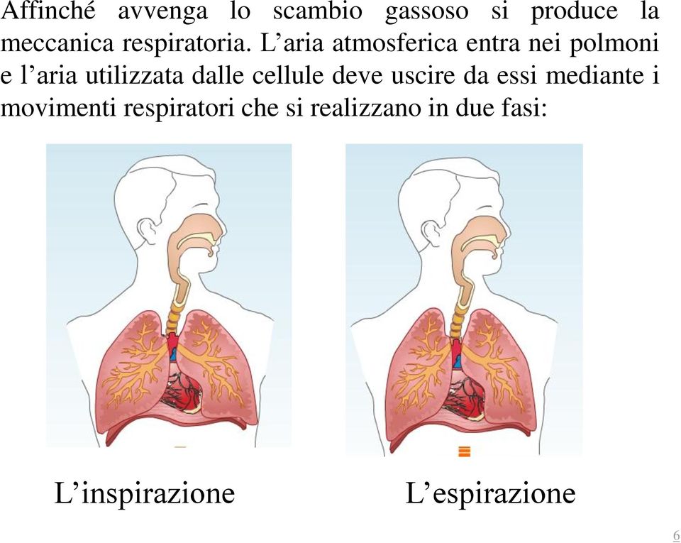 L aria atmosferica entra nei polmoni e l aria utilizzata dalle