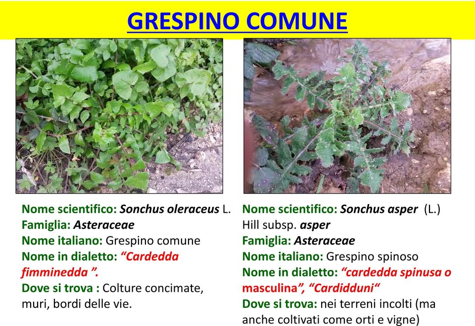 Dove si trova : Colture concimate, muri, bordi delle vie. Nome scientifico: Sonchus asper (L.) Hill subsp.